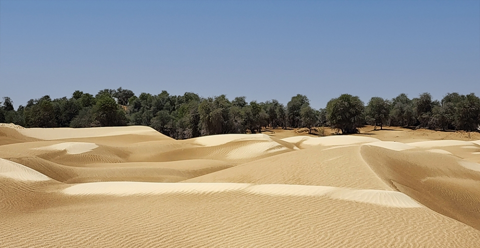 Il Deserto di Woodland meta da non mancare in un tour in Oman